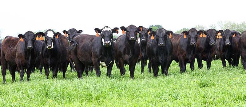Bred Heifers 18-24 month